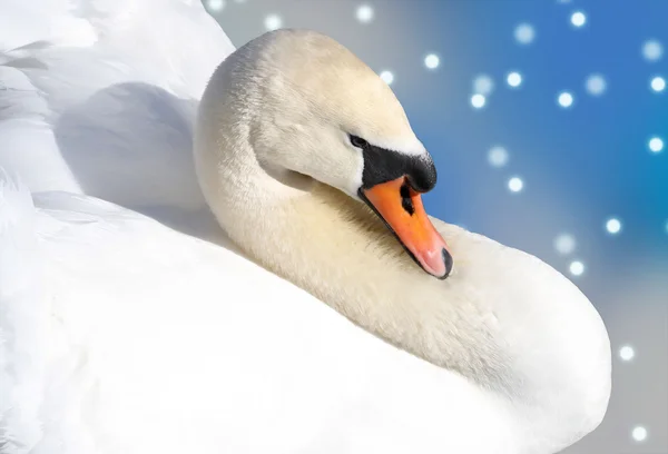 Beautiful Swan - falling snow background — Stock Photo, Image