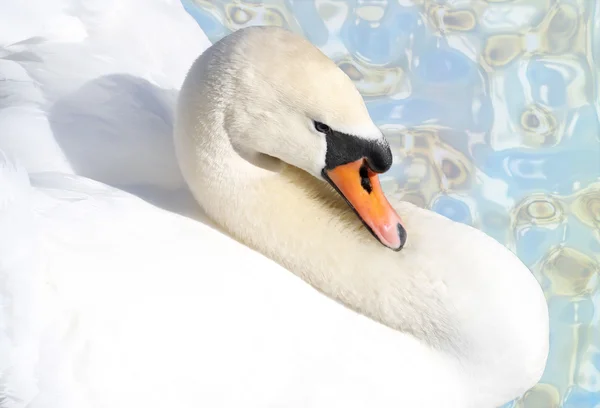 stock image Beautiful Swan - blue abstract background
