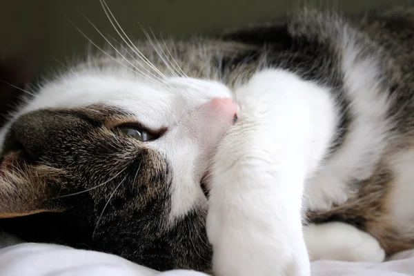 Adorable Kitten — Stock Photo, Image