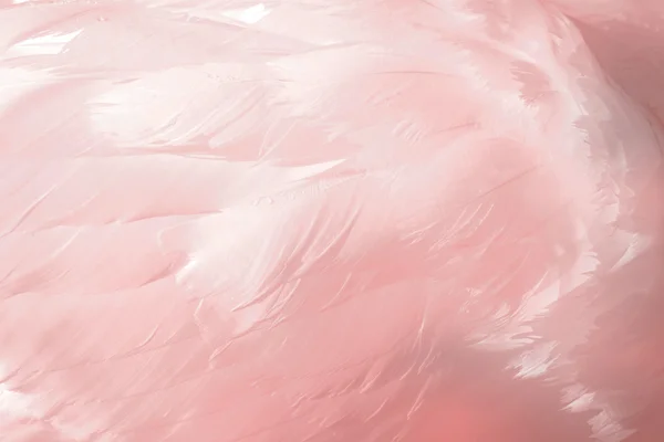 Stock image Pink Feathers