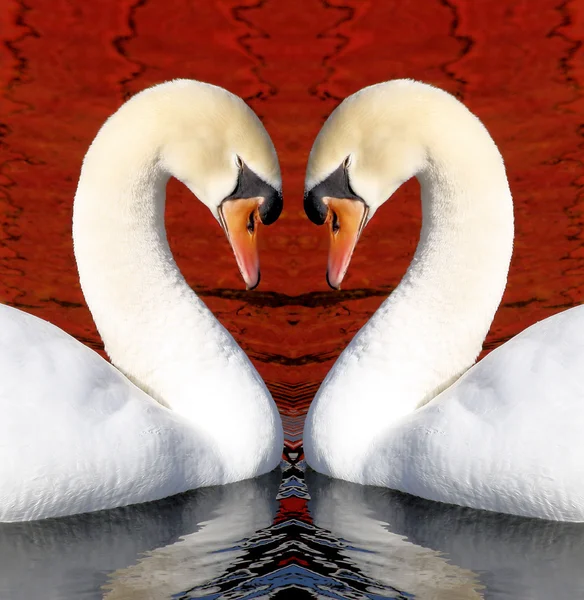 Amor de cisne — Foto de Stock