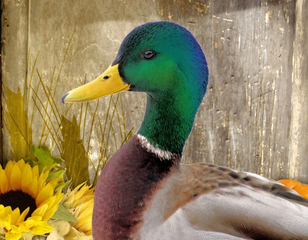 Mallard Duck - Autumn Background — Stock Photo, Image