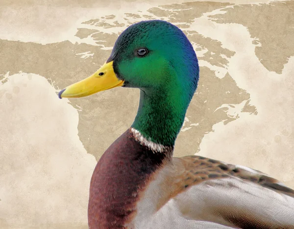 Birds Of North America - The Mallard Duck — Stock Photo, Image
