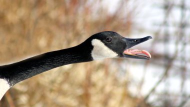 Canada Goose Honking During Mating Season clipart