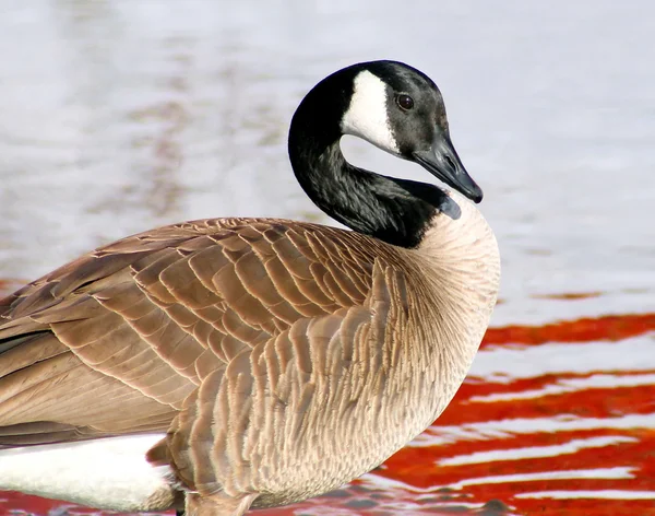 The Canada Goose — Stock Photo, Image