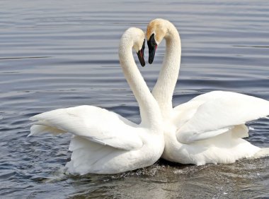 Courtship Dance Of Two Trumpeter Swans clipart