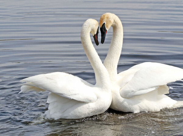 Courtship Dance Of Two Trumpeter Swans