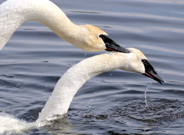 Trumpeter Swans Mating — Stock Photo, Image