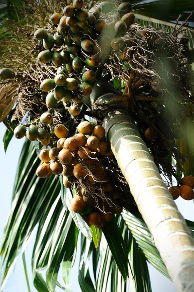 Betel καρύδι ή Areca καρύδι (Pinang Palm) — Φωτογραφία Αρχείου
