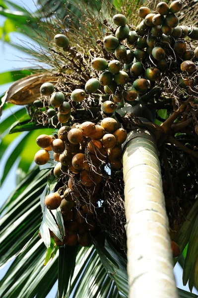 Betel orzechów lub orzechów Areca (Pinang Palm) — Zdjęcie stockowe