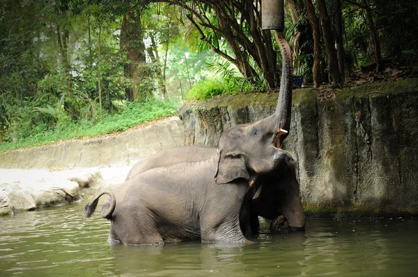 Азиатские слоны — стоковое фото