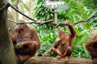 şeker kamışı yeme orangutanlar