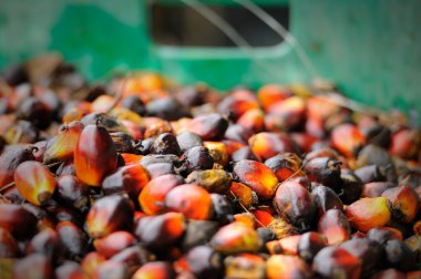 Palm Oil fruits clipart