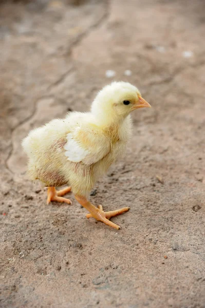Chic en una granja avícola . — Foto de Stock