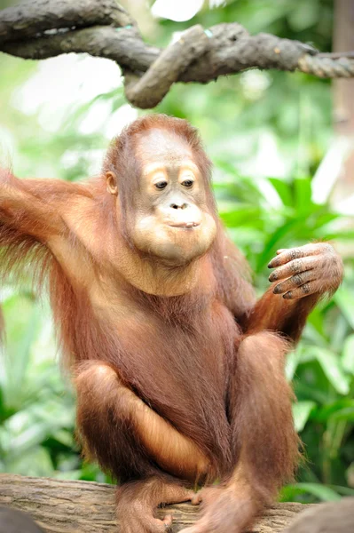 Orang-Utans essen Zuckerrohr — Stockfoto