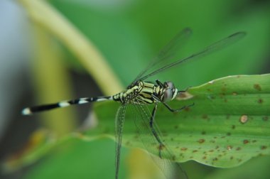 pondhawk yusufçuk