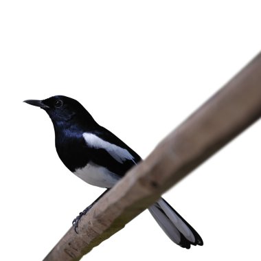 Beautiful Magpie clipart