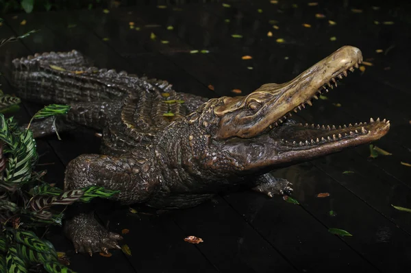 Статуя Крокодила — стоковое фото