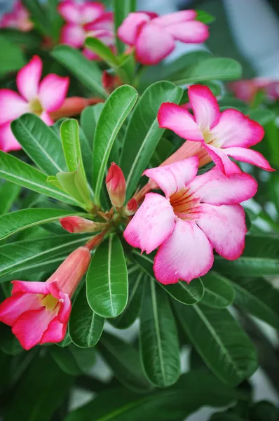 Wüstenrose (Adenium)) — Stockfoto