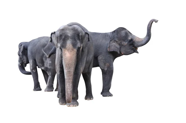 Elefanti asiatici — Foto Stock