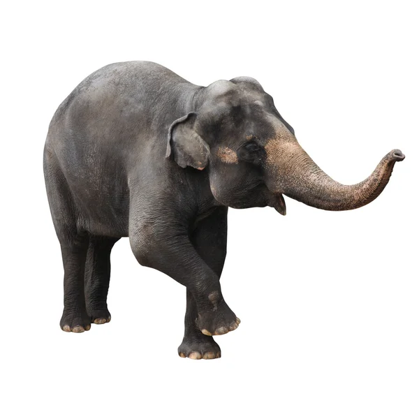 Elefante asiático — Fotografia de Stock