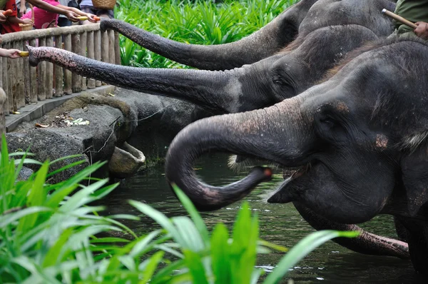Asyalı filler — Stok fotoğraf