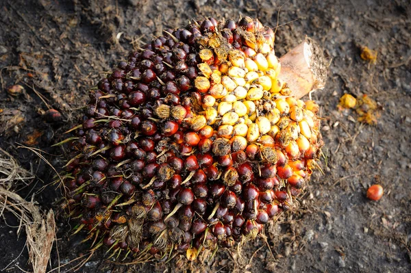 Palmolja frukter — Stockfoto
