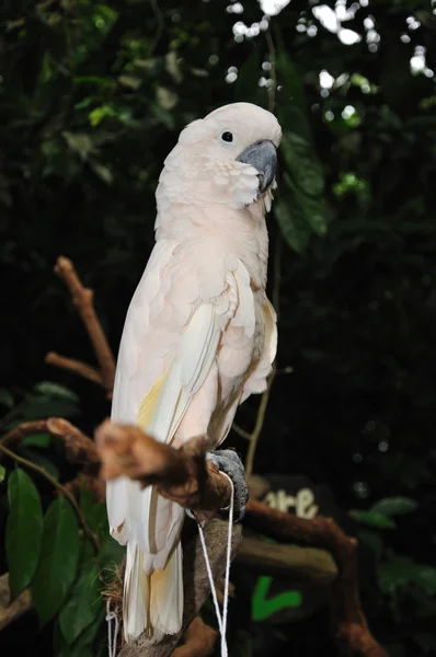 Beautiful parrot — Stock Photo, Image