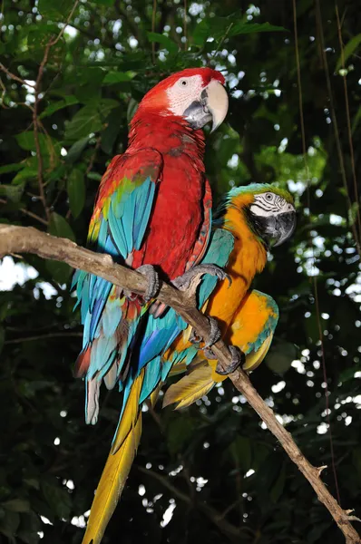 Belo papagaio . — Fotografia de Stock