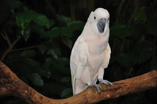 Piękne papuga — Zdjęcie stockowe