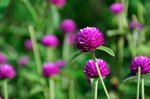 stock image Beautiful purple flowers