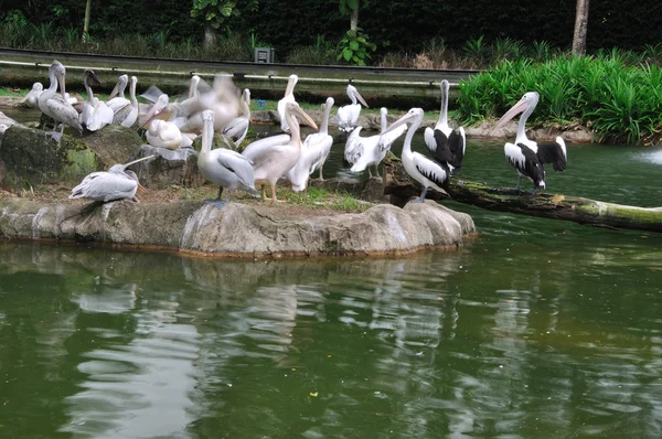 Красивые пеликаны — стоковое фото