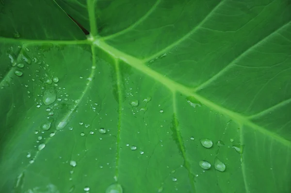 Vattendroppar på ett löv — Stockfoto