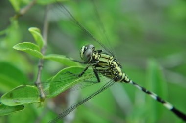 A Great Pondhawk dragonfly clipart