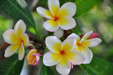 Frangipanis flowers clipart