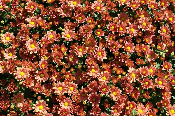 Daisy Flowers Background — Stock Photo, Image