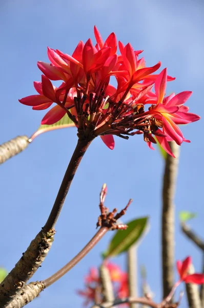 Frangipanis flowers — Stock Photo, Image