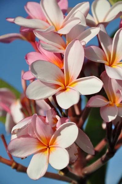 Flores de Frangipanis — Foto de Stock