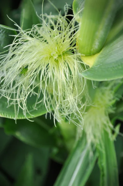 Corn growing on the stalks — Stock Photo, Image