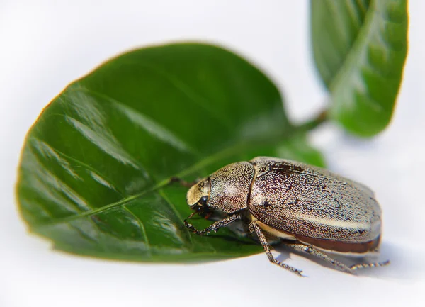 Insekt mit grünem Blatt — Stockfoto
