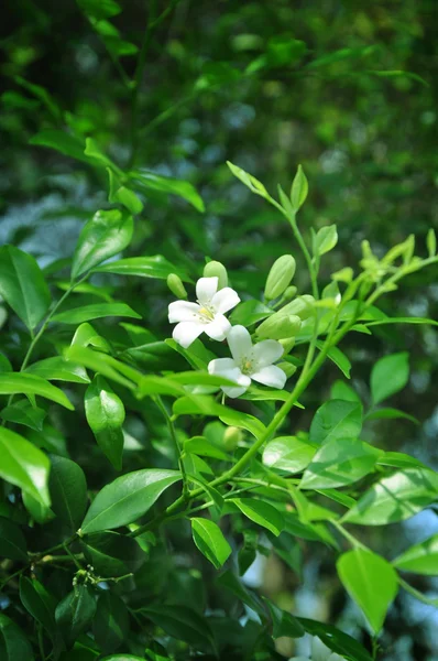 Jasmine flower in the garden — Stock Photo, Image