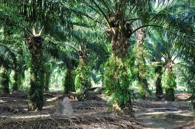 Palm oil plantation clipart