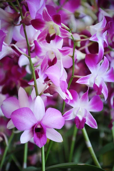 Hermosa orquídea — Foto de Stock