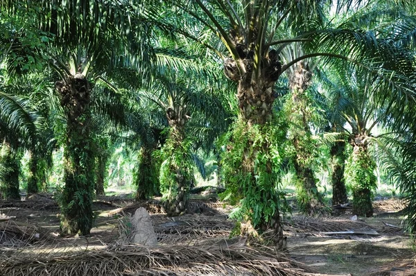 Palmöl-Plantage — Stockfoto