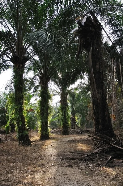 Palmöl-Plantage — Stockfoto