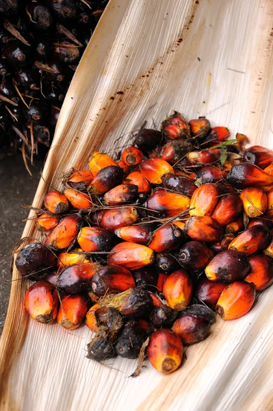パーム油の果実 — ストック写真