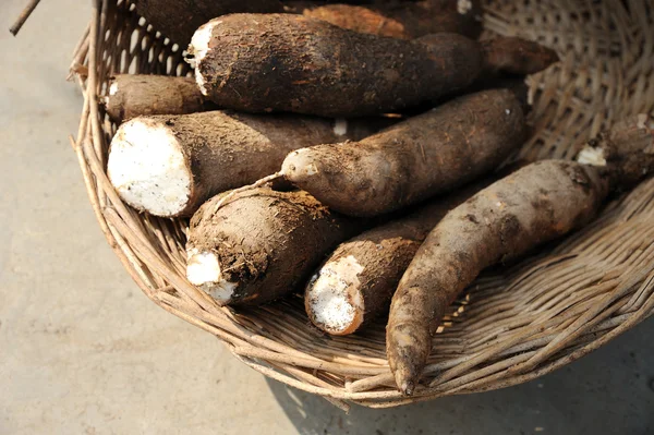 Fresh Cassava — Stock Photo, Image