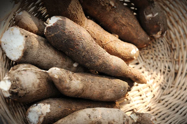Čerstvé maniok — Stock fotografie