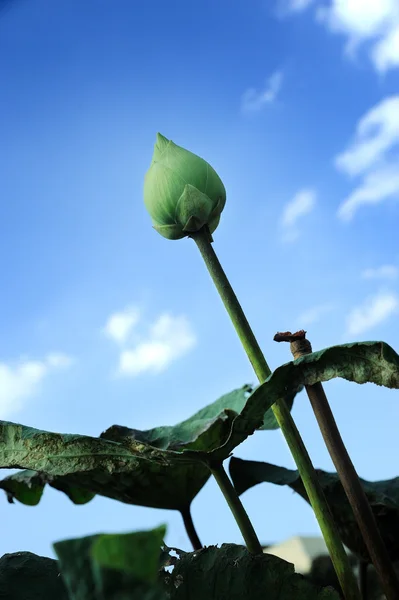 Beautiful lotus bud flower — Stock Photo, Image