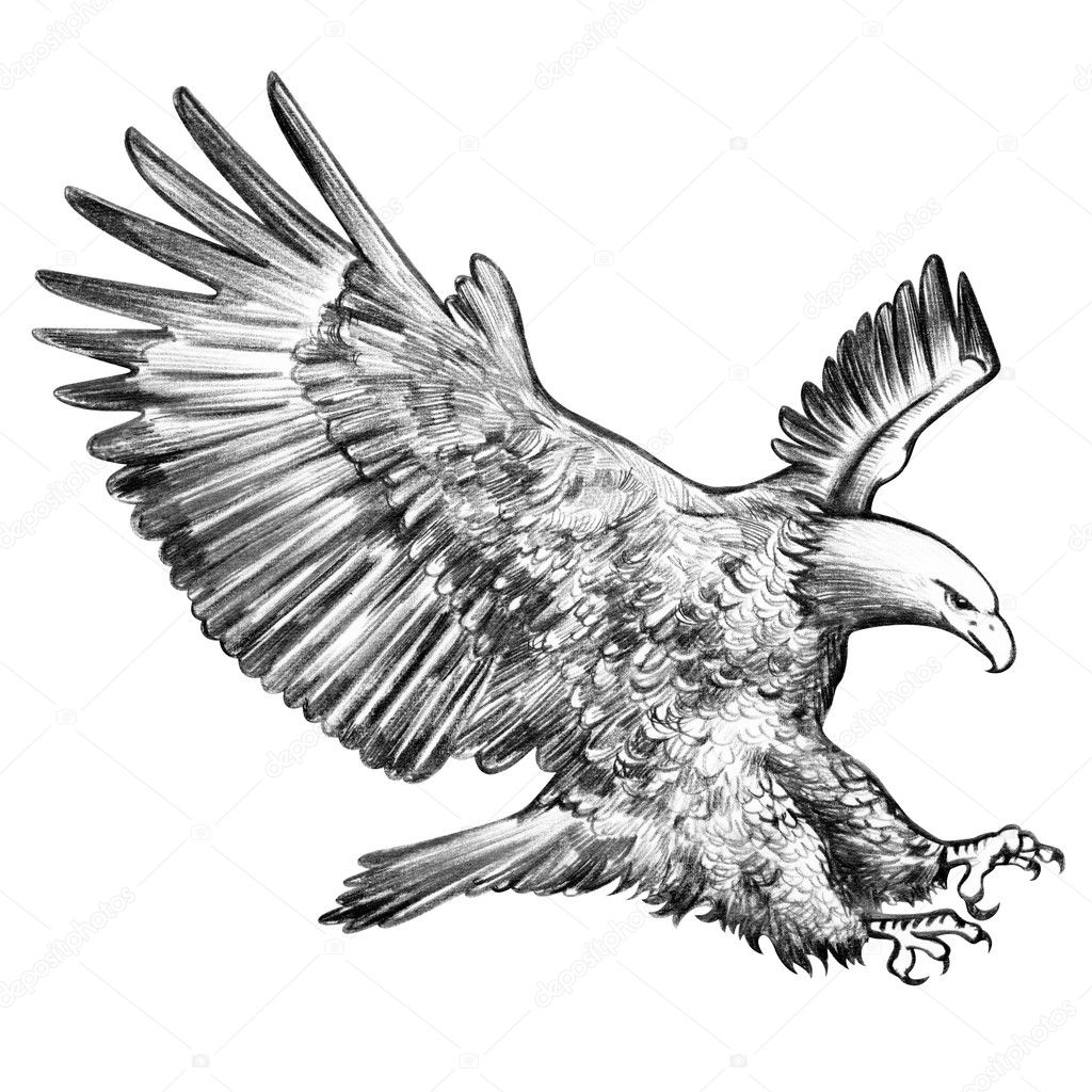 Boceto de águila fotos de stock, imágenes de Boceto de águila sin royalties  | Depositphotos